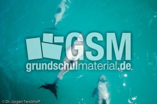 Hector-Delfin (7 von 15).jpg